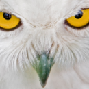 Avatar du membre